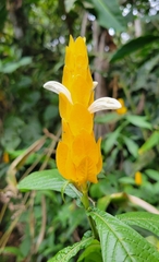 Pachystachys lutea