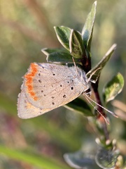Lycaena phlaeas daimio