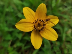 Bidens triplinervia