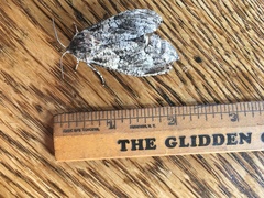 Prionoxystus robiniae