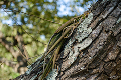 Trichocentrum pendulum
