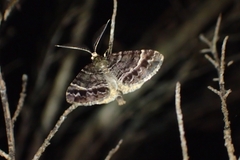 Pseudocoremia productata