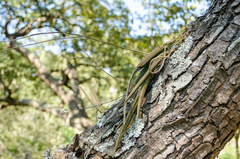 Trichocentrum pendulum