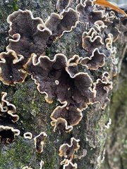Punctularia strigosozonata