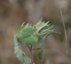 Abutilon wrightii