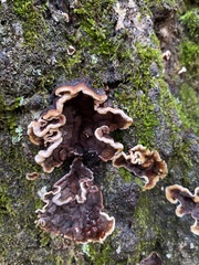 Punctularia strigosozonata