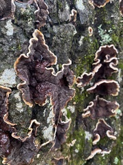 Punctularia strigosozonata