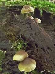 Psilocybe caerulipes