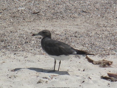 Ichthyaetus hemprichii