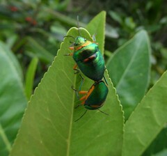 Lampromicra senator
