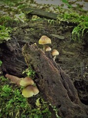 Psilocybe caerulipes