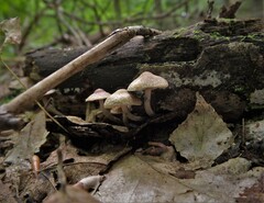 Psilocybe caerulipes