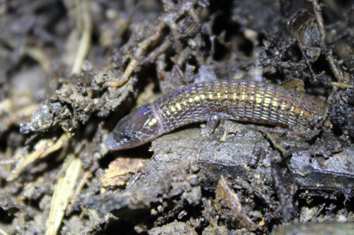 Trinidad Bachia, Bachia trinitatis