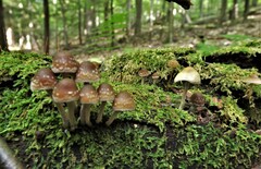 Psilocybe caerulipes