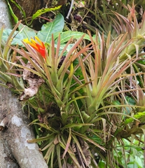 Guzmania angustifolia