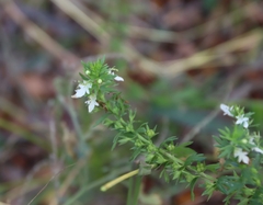 Teucrium cubense