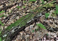 Psilocybe caerulipes