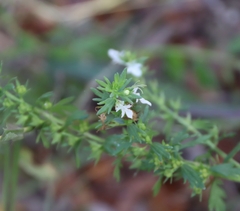 Teucrium cubense