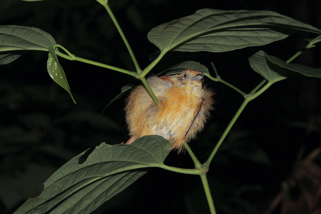 Barred Antshrike (Thamnophilus doliatus)