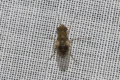 Brachydeutera sydneyensis