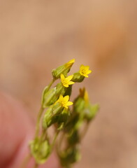 Sebaea ovata