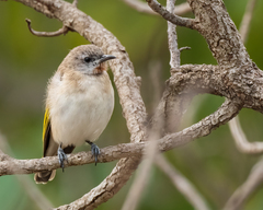 Conopophila rufogularis