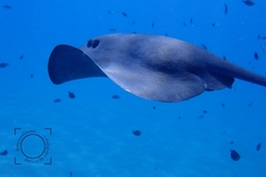 Pteroplatytrygon violacea