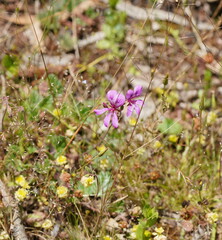 Pelargonium rodneyanum