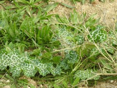 Plantago lagopus