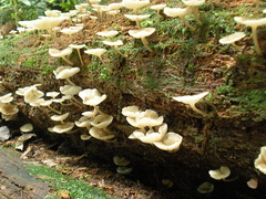 Agaricales