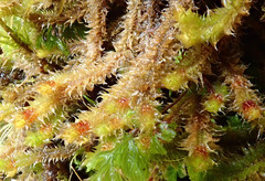 Chandonanthus squarrosus