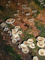 Agaricales