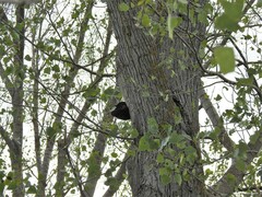 Populus × canadensis