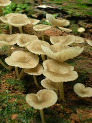 Agaricales