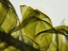 Brotherella recurvans