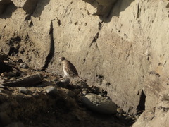 Anthus novaeseelandiae