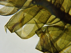 Brotherella recurvans