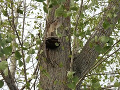 Populus × canadensis