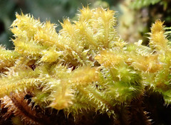 Chandonanthus squarrosus