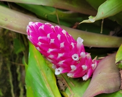 Guzmania remyi