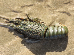 Sagmariasus verreauxi