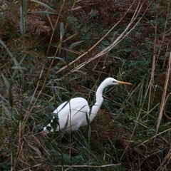 Ardea alba alba