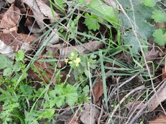 Diplotaxis catholica