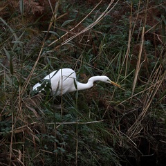 Ardea alba alba