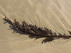 Carpophyllum maschalocarpum