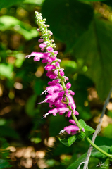 Salvia iodantha