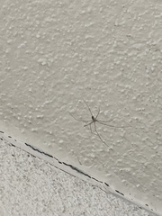Pholcus phalangioides