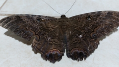 Ascalapha odorata