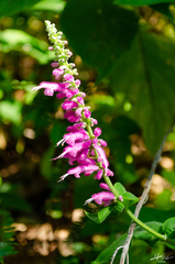 Salvia iodantha