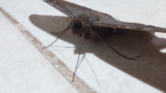 Ascalapha odorata